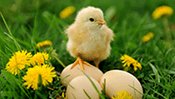 Baby Chick Jigsaw Puzzle