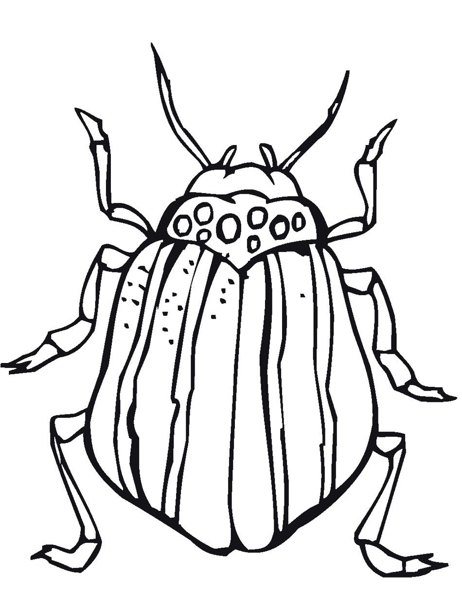 Bug & Insect Coloring Pages