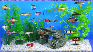 Skill fish arcade games online